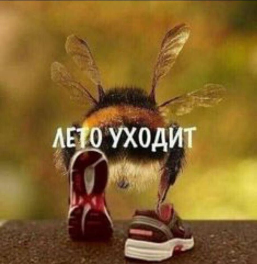 чож делать... — gxretsky · Стрекоза