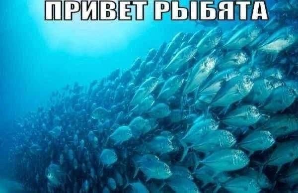 добрый день, у меня не добрый, я заказал достауку, и мне не привезли… — gxretsky · Стрекоза
