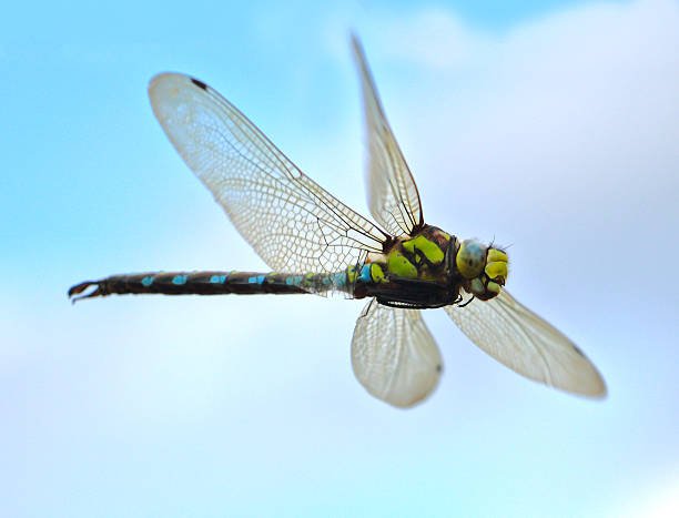 dragonfly(n.) common name of a neuropterous predatory insect of the g… — chinch256 · Стрекоза