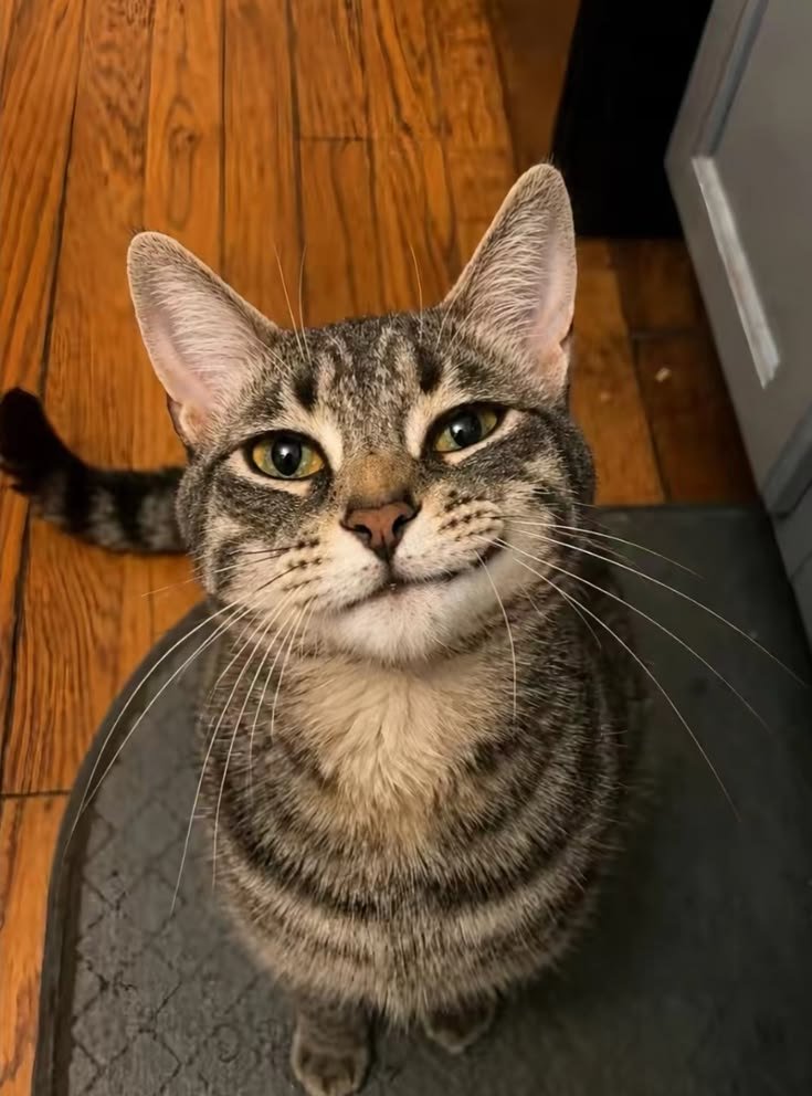 Чего смотришь? =P — котейки, собачки · Стрекоза