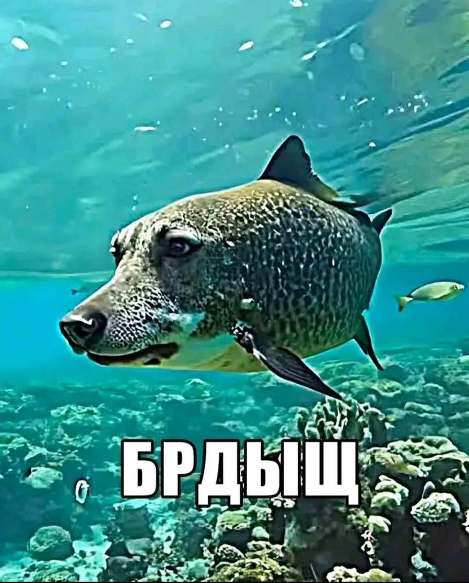 пейте пива — Snaff · Стрекоза