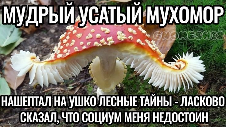 Я жила в лесу месяц. Могу сказать, что там намного круче, чем в город… — Silly_woman · Стрекоза