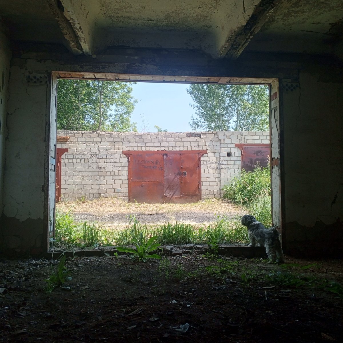 toha — 404 · Стрекоза