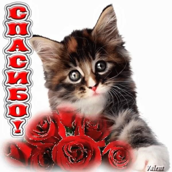 кот — трэп хата 55 эмо 3.0 · Стрекоза